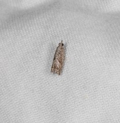 Eccoptocera australis