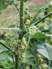 Kearnemalvastrum lacteum