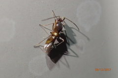 Sericophanes heidemanni