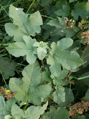 Kearnemalvastrum lacteum