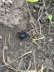 Eleodes novoverrucula