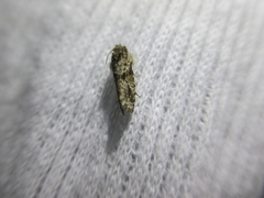 Insecta