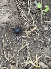 Eleodes novoverrucula