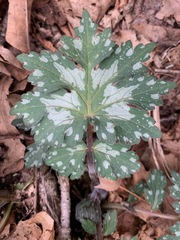 Hydrophyllum appendiculatum