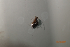 Sericophanes heidemanni