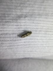 Insecta
