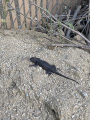 Sceloporus occidentalis