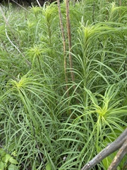 Helianthus salicifolius
