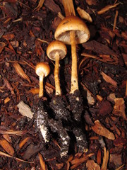 Hypholoma tuberosum