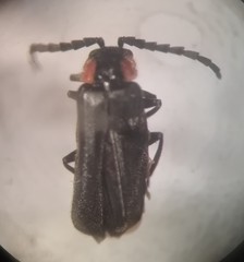 Polemius denticornis