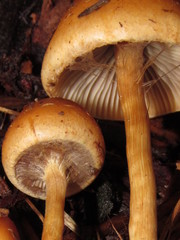 Hypholoma tuberosum