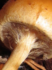 Hypholoma tuberosum