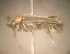 Polemius denticornis