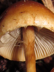 Hypholoma tuberosum