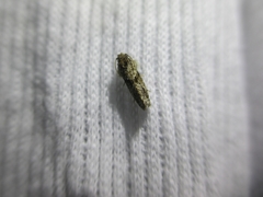 Insecta