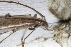 Calopus angustus