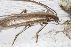 Calopus angustus