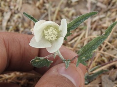Malvella sagittifolia