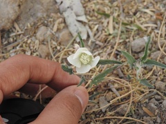 Malvella sagittifolia