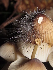 Spinellus