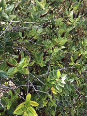 Veronica stricta