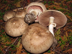 Agaricus moelleri