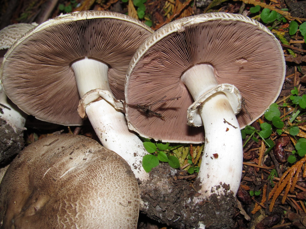 Hondenses