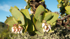 Arctostaphylos pallida