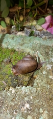 Gastropoda