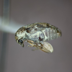 Algarobius prosopis