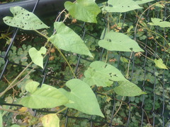 Ipomoea plebeia