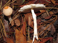 Lepiota magnispora