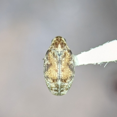 Algarobius prosopis