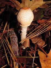 Lepiota magnispora