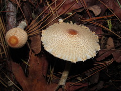 Lepiota magnispora