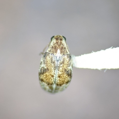 Algarobius prosopis