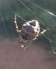 Parawixia