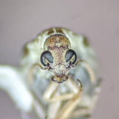 Algarobius prosopis