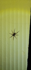 Araneae