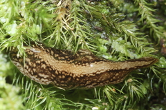 Australopacifica jacksoniana