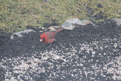 Cardinalis cardinalis