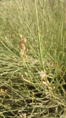 Baccharis retamoides