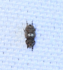 Toxonotus