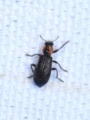 Placopterus thoracicus