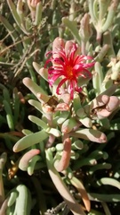 Malephora purpureocrocea