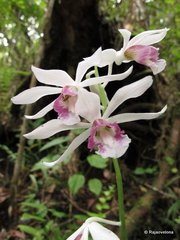 Phaius pulchellus ambrensis