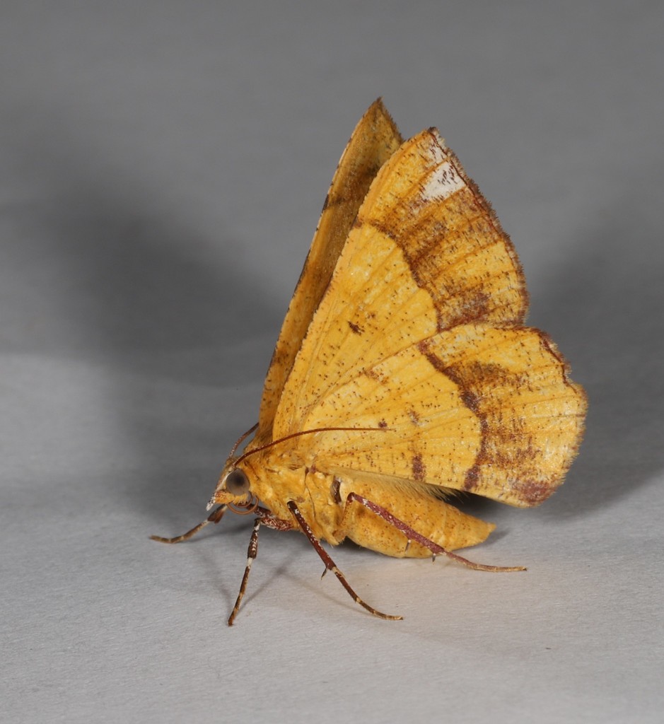 Hyperythra rubricata