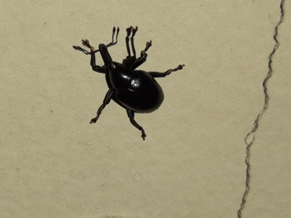 Cleogonus