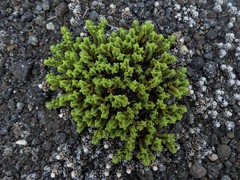Pimelea microphylla