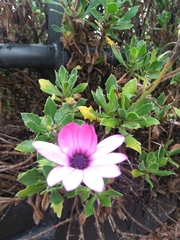 Dimorphotheca ecklonis